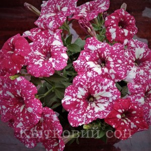 Surprice Sparkling red_300x300